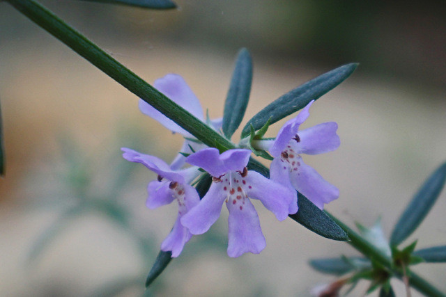 Westringia fruticosa (Willd.) Druce -  BG Meise 240124-3