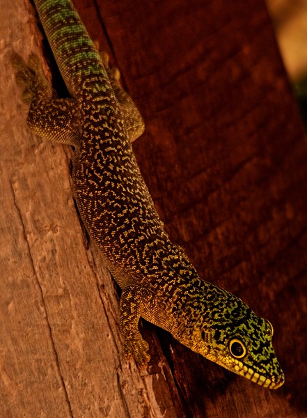 Madagascar - August 2012