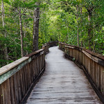 Big Cypress National Preserve Big Cypress National Preserve in Southern Florida