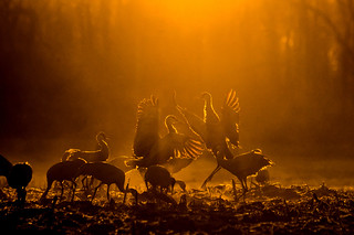 Sandhill cranes at sunset