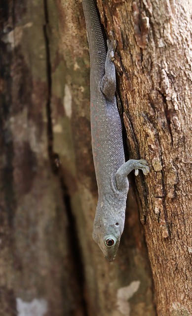 Koch's Giant Day Gecko, Madagascar, 09-07-18