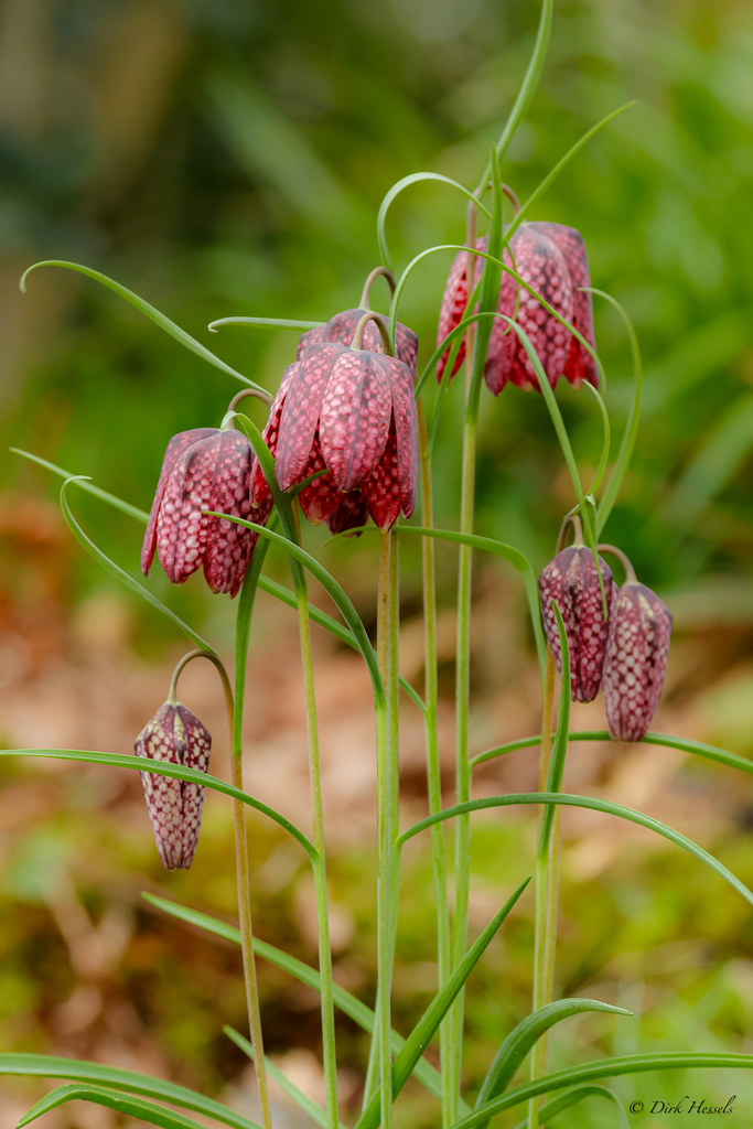 Chess Fliwer | Kievitsbloem | Schachblume, (Fritillaria me… | Flickr