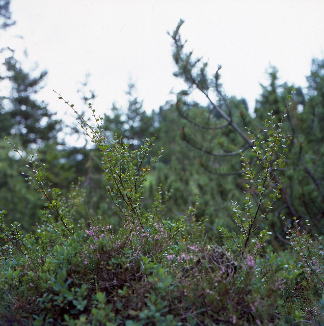 Betula nana L. Zwerg-Birke, Polar-Birke Dwarf Birch