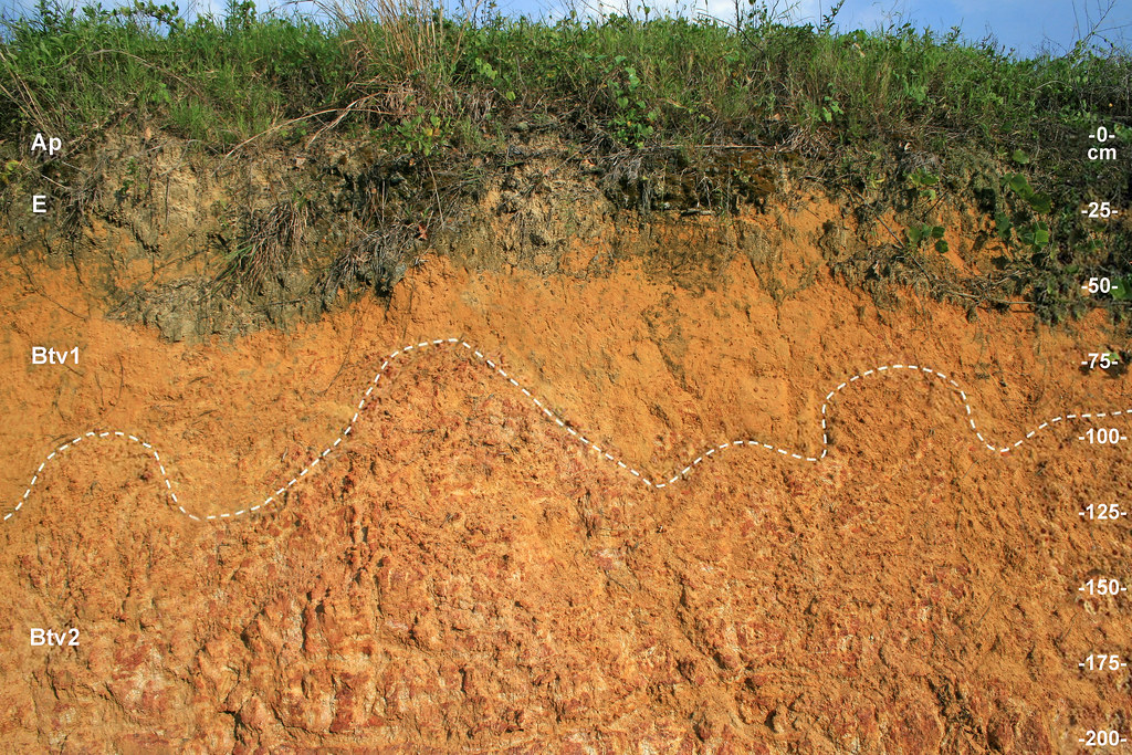 Roadbank of Plinthic Soil