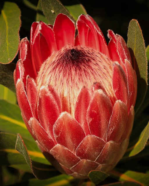 R8 - Pink Ice Protea