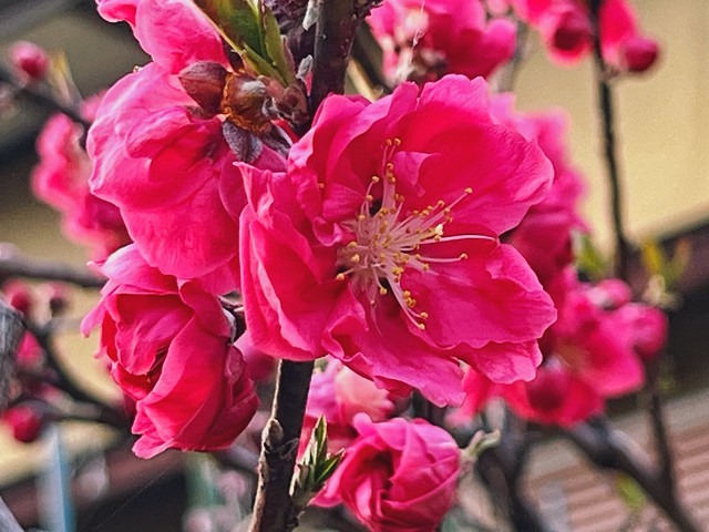 Cherry Blossom - Arashiyama Bamboo Grove