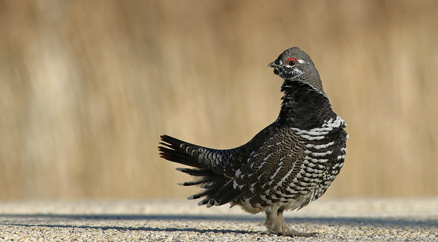 Male Spruce Grouse...#27