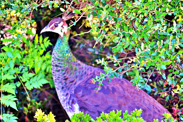 A Peacock in the Bush