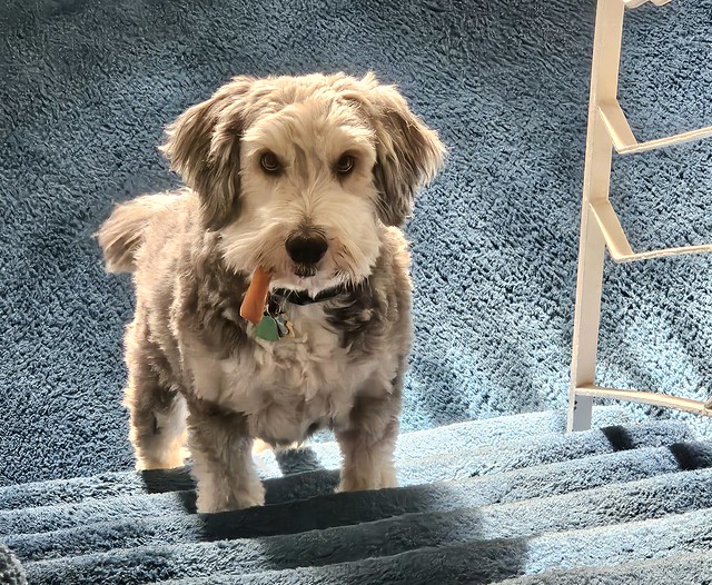 Finnigan with a carrot
