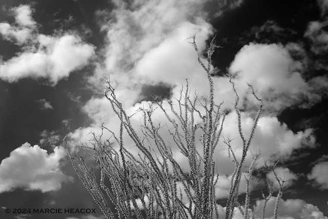 Ocotillo and Clouds