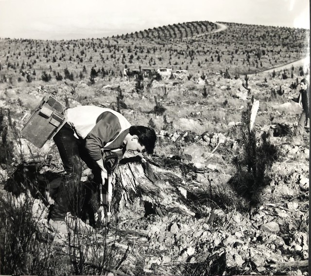 Graham in an early job trial planting seedlings in Kowen Forest 1993