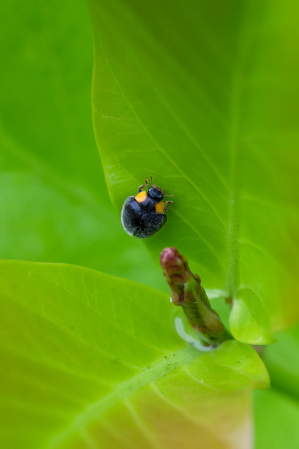 A Yellow Shouldered Ladybird also called a Ladybug