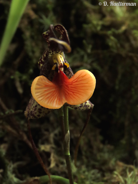 Dracula chestertonii in situ during a 5 days orchids, botany and nature observation tour I just guided for 2 persons living in USA. We saw 73 orchid species blooming in situ. Valle del Cauca department, Colombia.