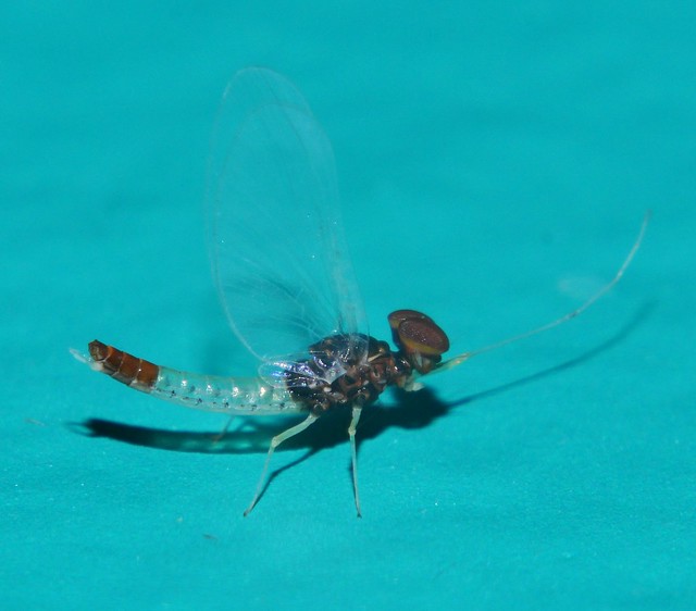 March Copper tail mayfly nr. Baetis sp. (male) Baetinae Baetidae Ephemeroptera Mandalay rainforest Airlie Beach P1011837