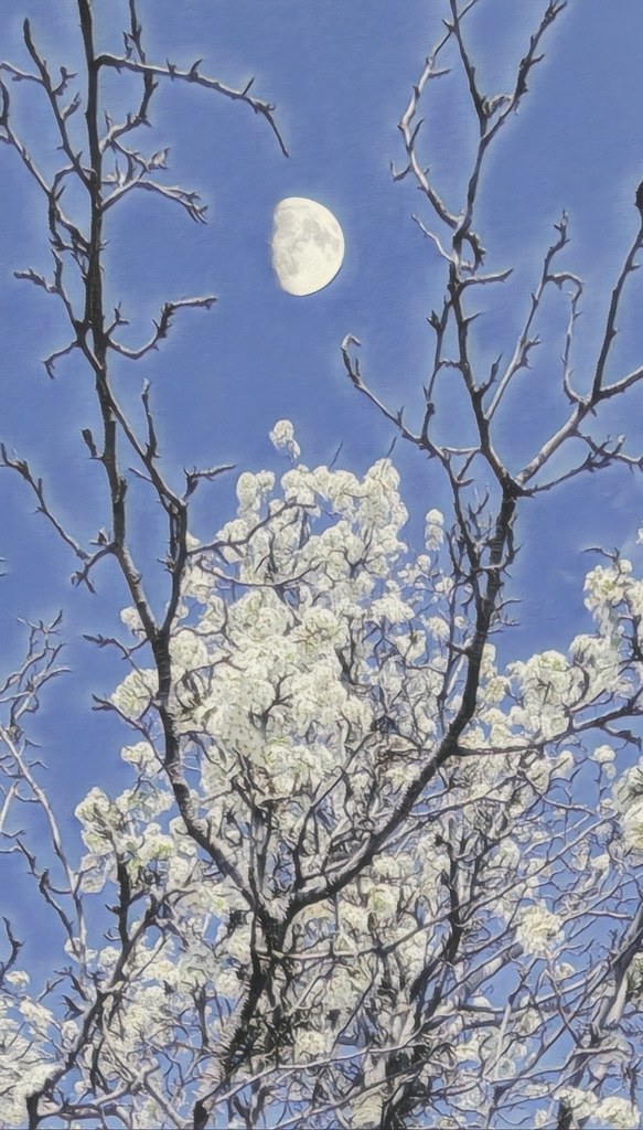 Moon in a Pear Tree