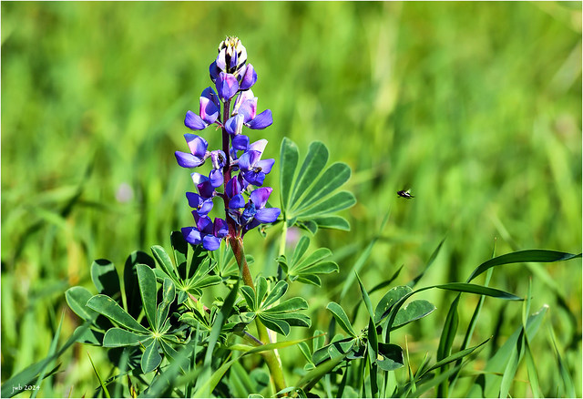 Lupin & Pollinaters