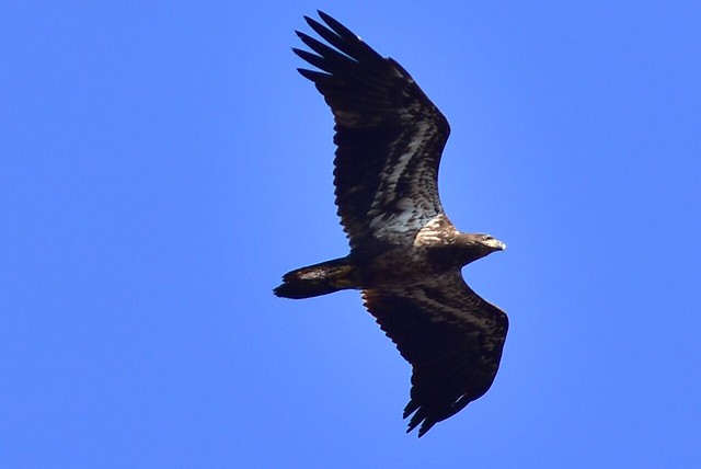 5930 Juvenile Bald Eagle arriving @ Connetquot River.