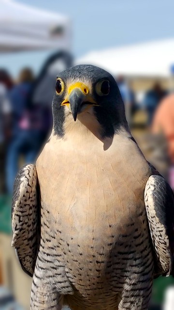 The peregrine falcon ..known simply as the peregrine.