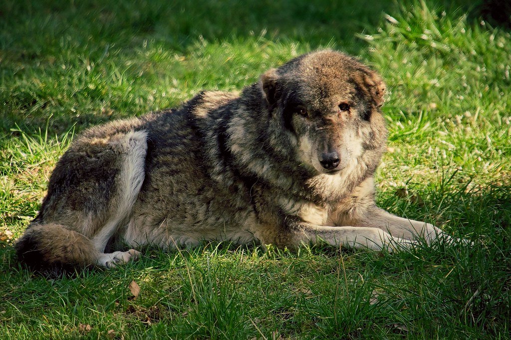 Eekholt Wildlife Park - A male wolf lies in the grass