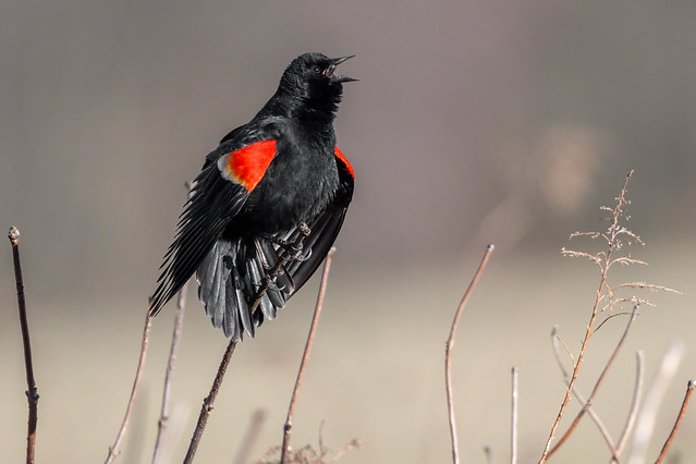 Red-winged Blackbird (explored 3/20/24)