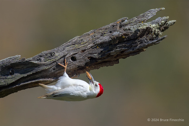 Male Leucistic Acorn Woodpecker Prepares To Place Acorn In Old Blue Oak Branch