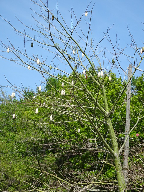 Cottonwood Tree in Bloom