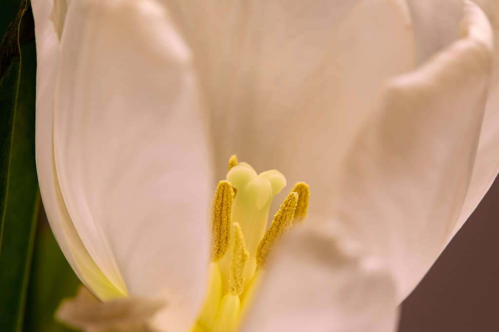 White Tulip - offline