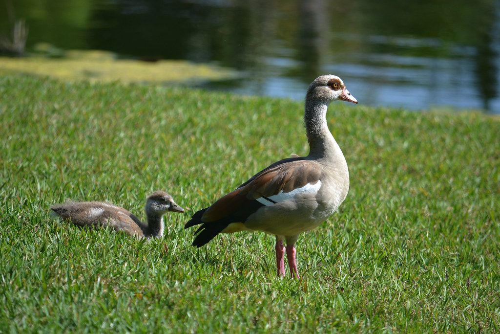 Proud parent ... pink legged Egyptian Goose