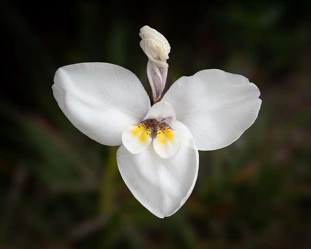 Diplarrena latifolia- White iris