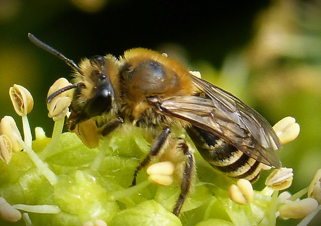 Ivy Bee Colletes hederae
