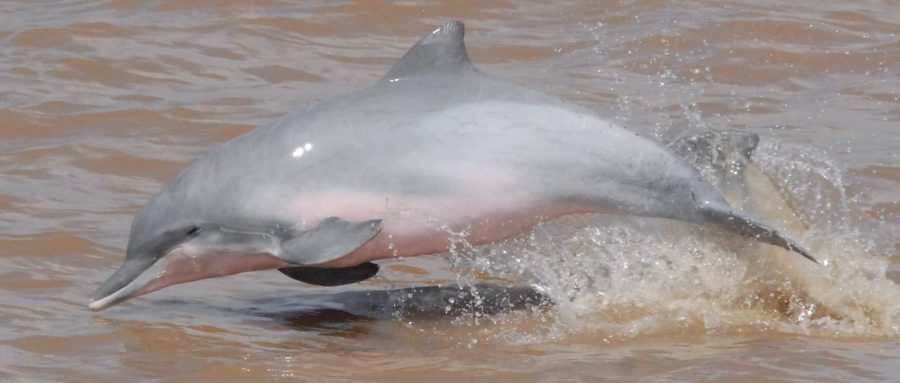 The Tucuxi Dolphin