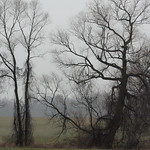 Trees Along Winchell and Union Drain Eaton County, Michigan.