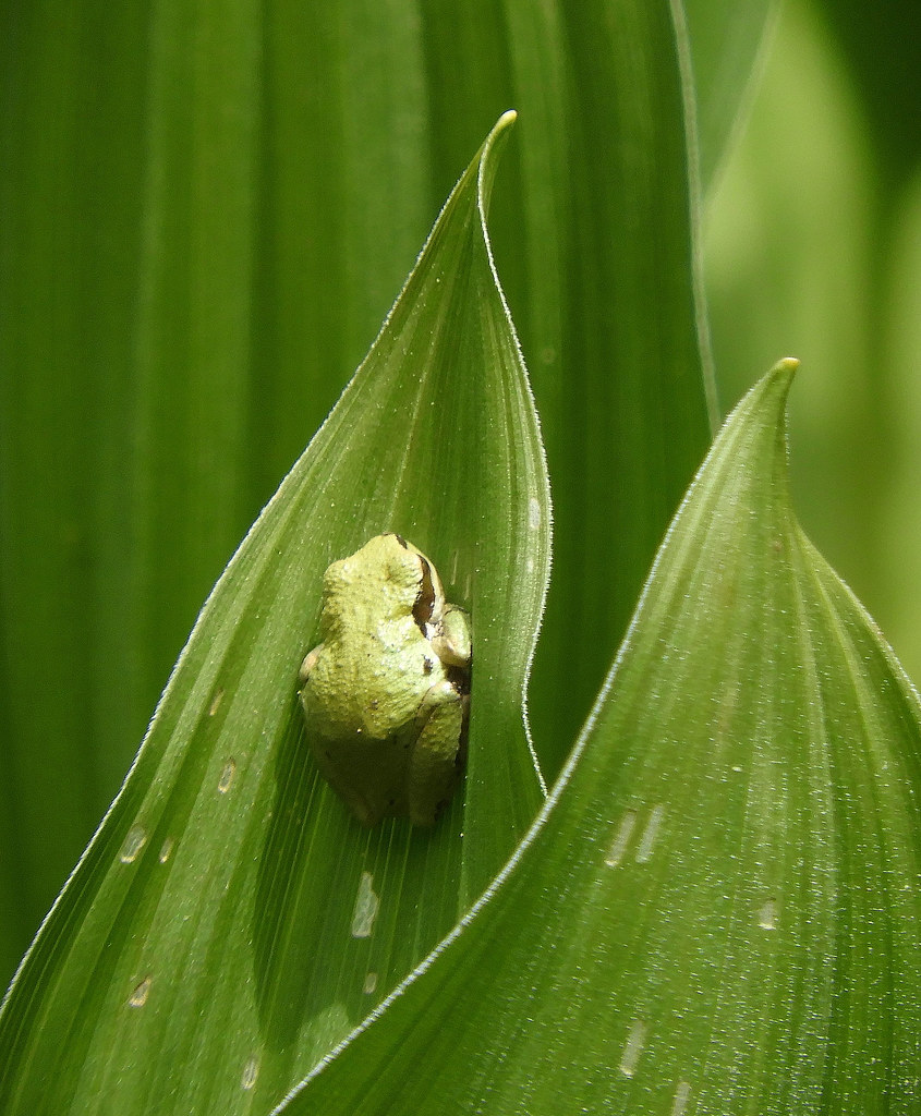 Sierran Tree Frog on a Corn Lily