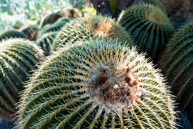 Barrell cactus in the shade, in Arizona