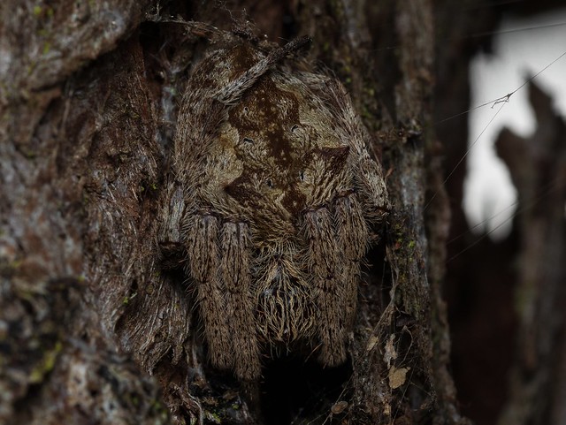 A knobbled orbweaver spider camouflaged in a tree - Socca pustulosa, formerly eriophora