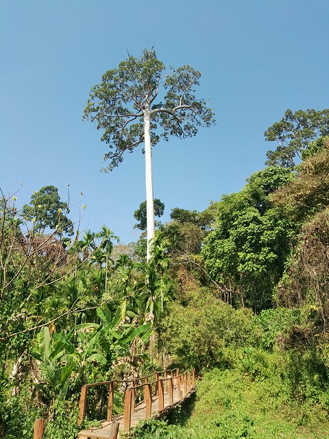 Gurjan tree