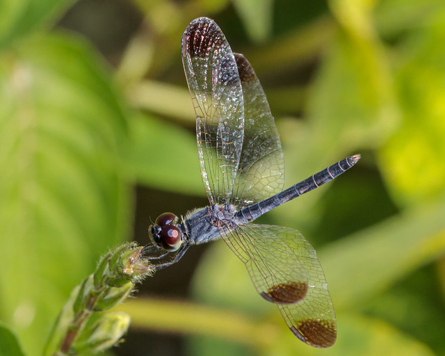 A male Charcoal-winged Percher dragonfly