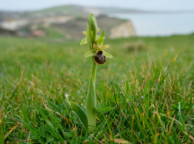 Early spider-orchid (Ophrys sphegodes), Isle of Wight