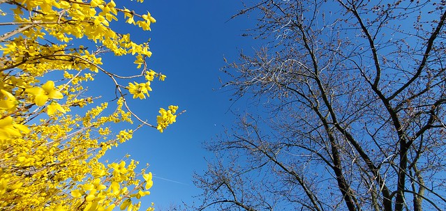 Forsythia, Maple, Moon and me