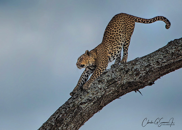 Stretching Leopard _GS10785