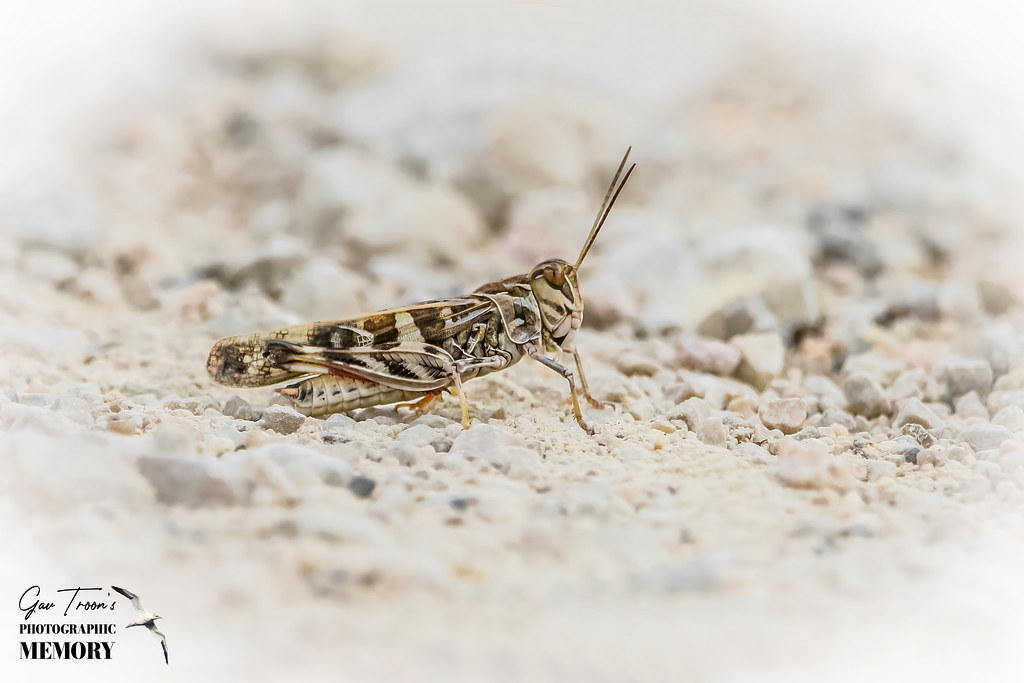 Barbarian Grasshopper