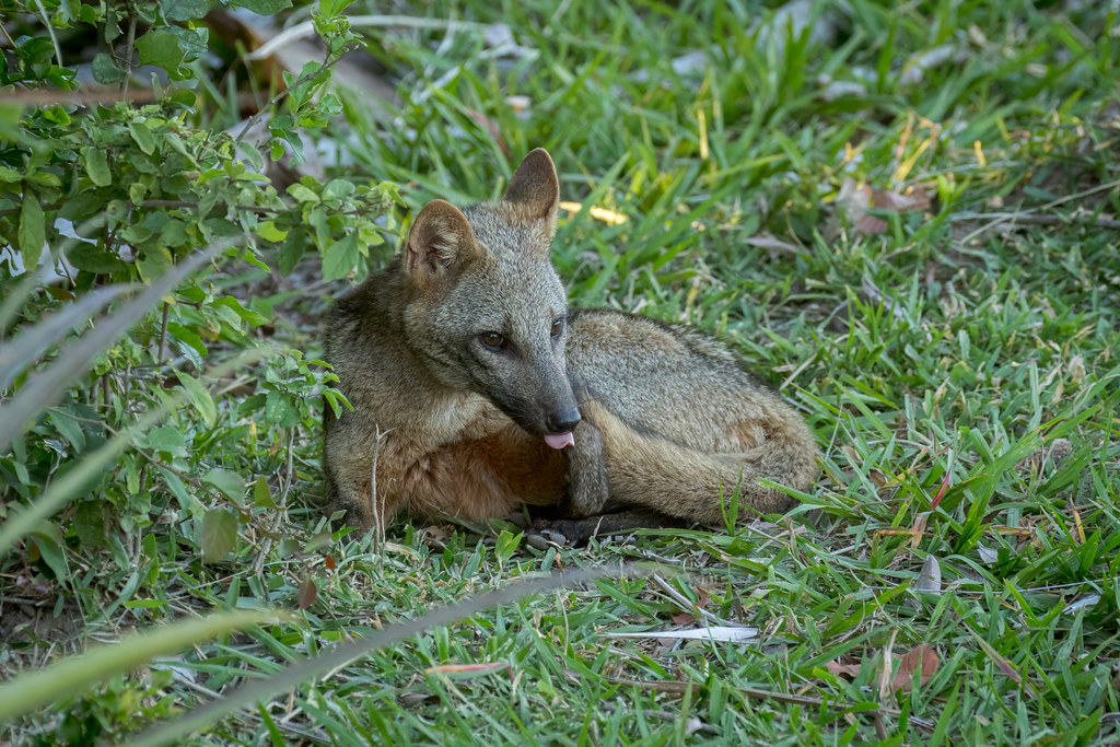 Cerdocyon thous (Crab-eating Fox) - Canidae - Pousada Aguape, Campo Grande, Pantanal, Mato Grosso do Sul, Brazil-2-Edit