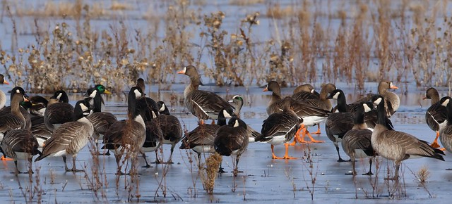 Spring Waterfowl Huron Wetland Management District