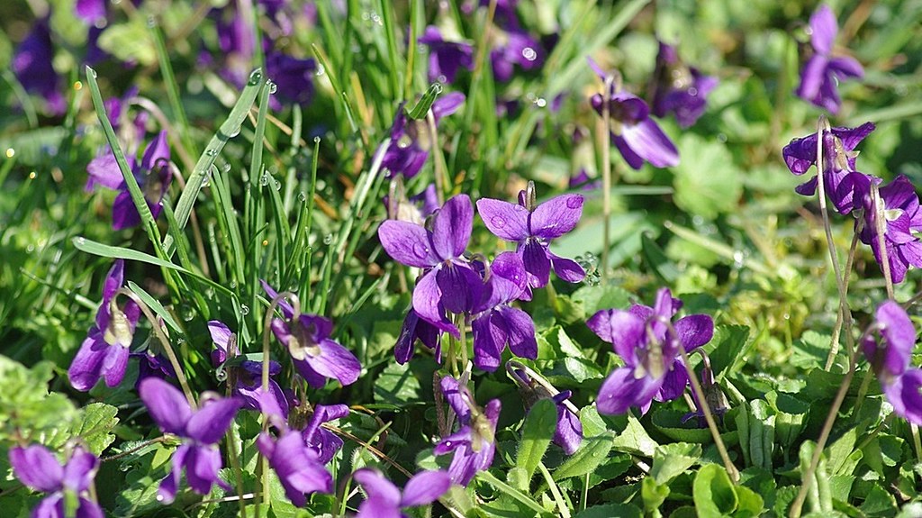 Un tapis de violettes