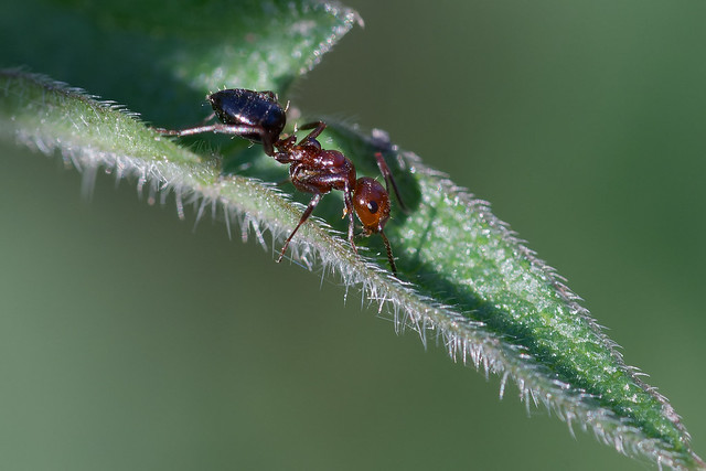 Camponote latérale (Camponotus lateralis) - Hyménoptère Formicidae