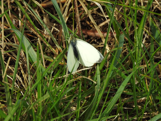 Large Male White Dawlish Warren 18/03/2024