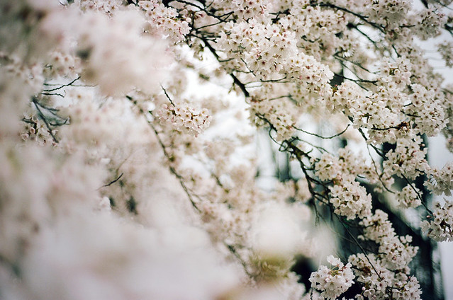 sakura bloom, part two