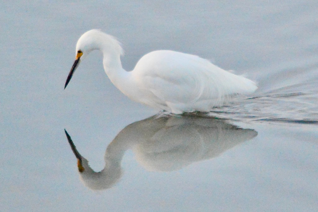 Soft snowy egret wading DSC_0269
