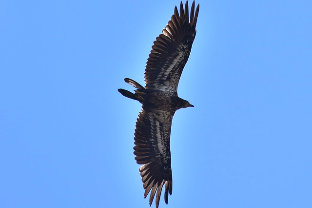 5945 Juvenile Bald Eagle arriving @ Connetquot River. He spooked away the Osprey, then he left the River.