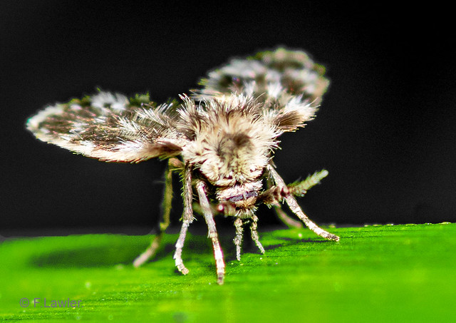 Moth Fly. Tribe Pericomini.